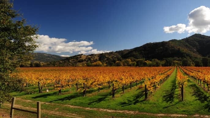 Nelson Family Vineyards - Image 1