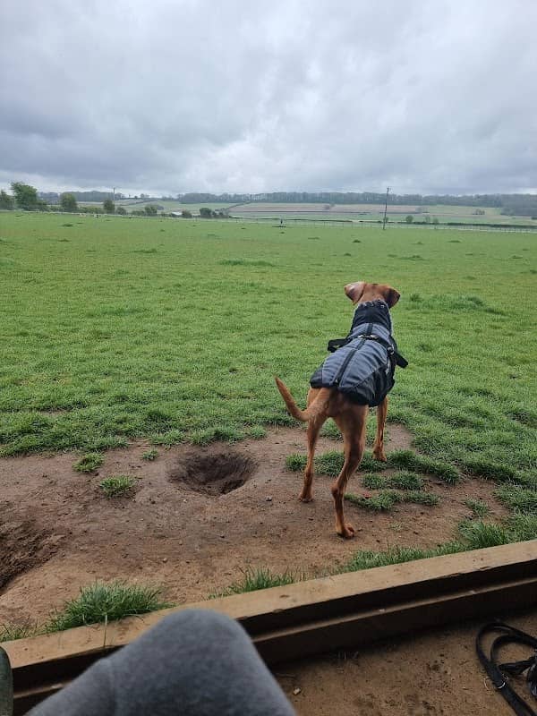 Tilly's off lead play park - Image 1
