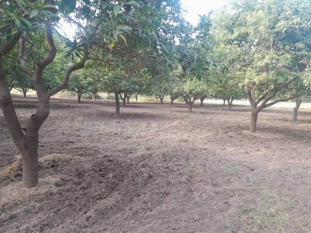 Ponnam Ravi Gardens - Image 1