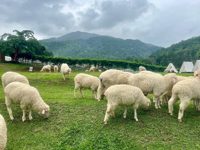 Merino Sheep Farm Chiang Mai - Image 1