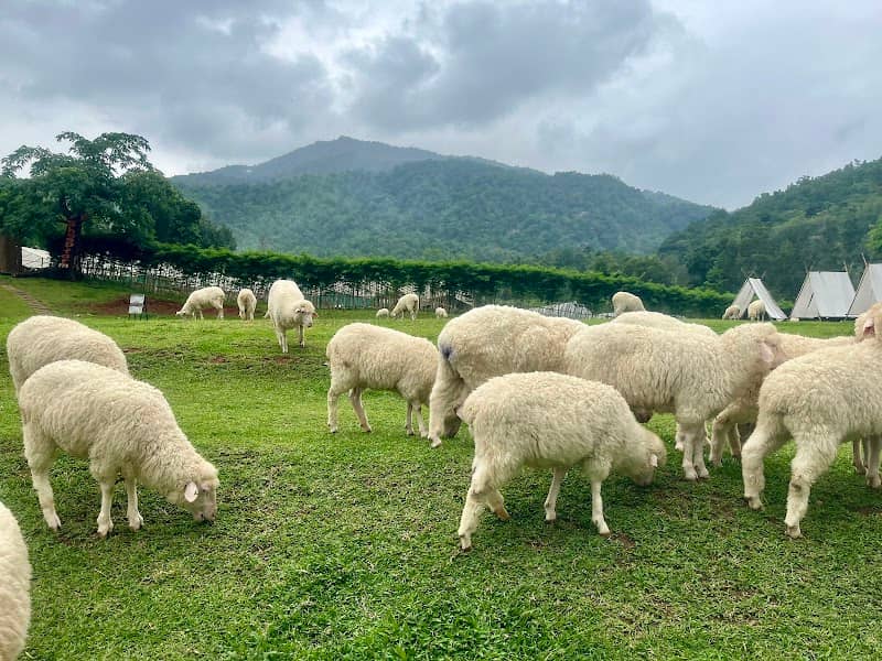 Merino Sheep Farm Chiang Mai - Image 1