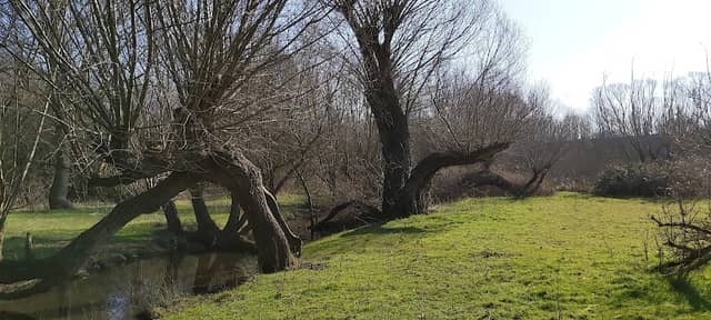 Southfield Farm Marsh - Image 2