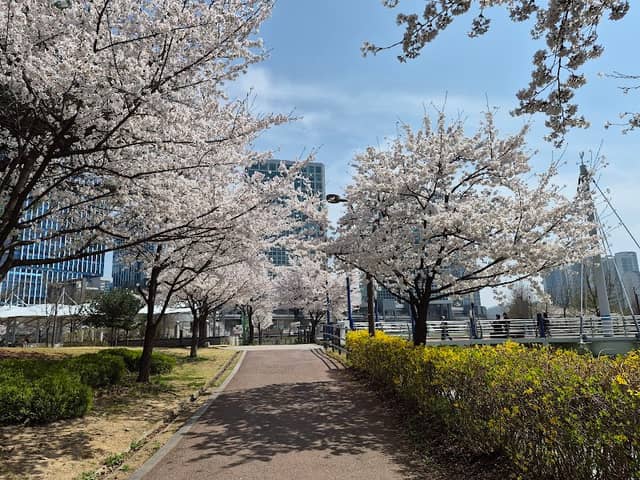 별내 벚꽃명소 - Image 1