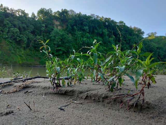 Kya Ching Ghata river view - Image 3