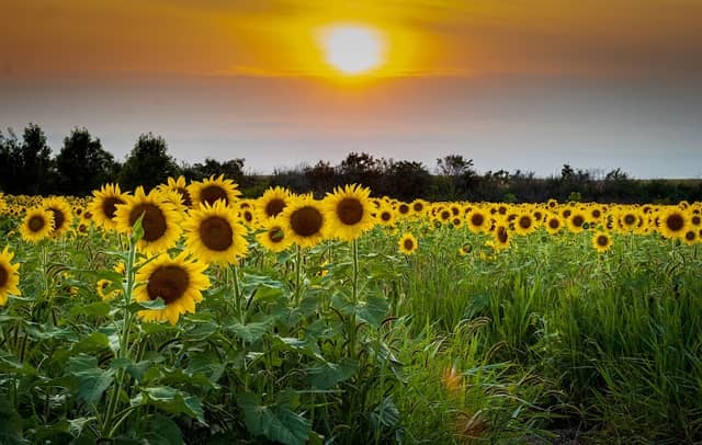 Gibbon Sunflower Field - Image 2