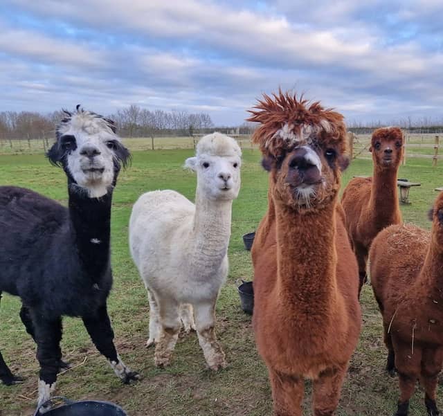 Stubbs Farm Alpacas - Image 1