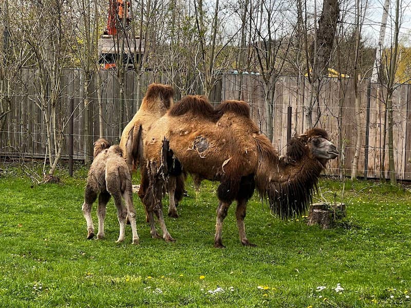 Falkenstein / Vogtl. Zoo - Image 2