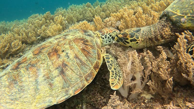 Turtle point - Image 1