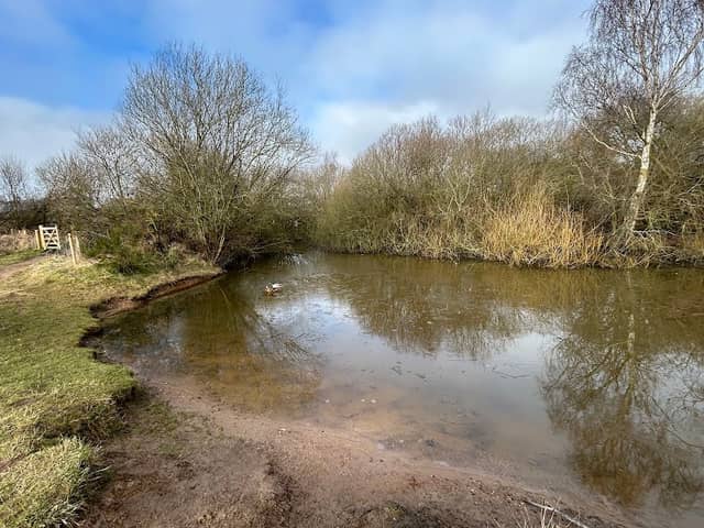 The Duck Pond - Image 1