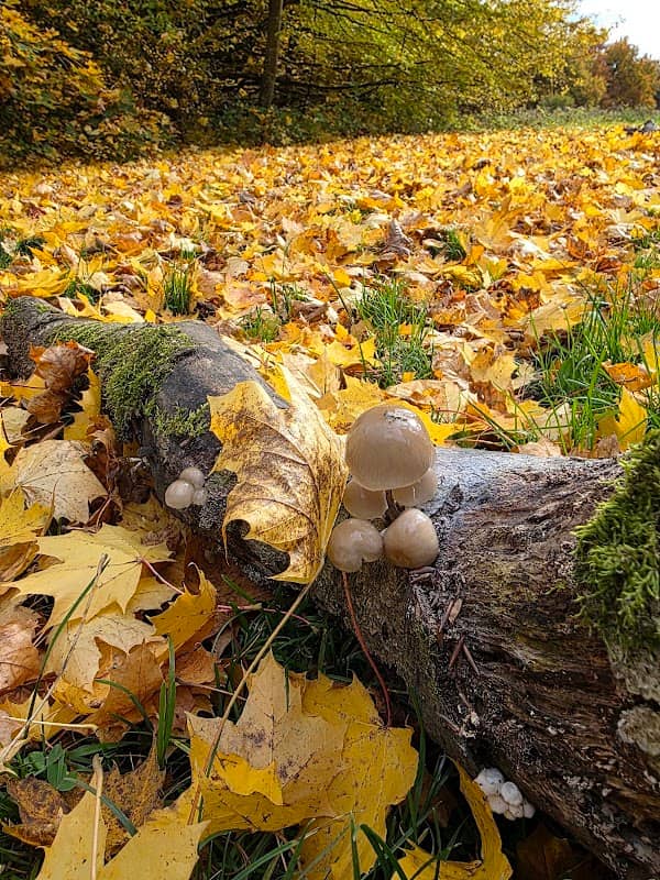 Arboretum Beutenlay - Image 2