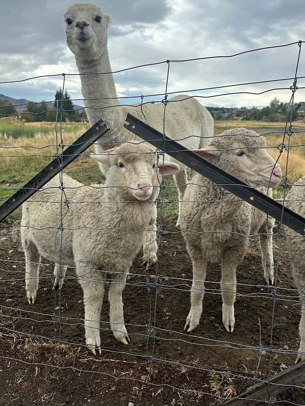 Lake Tekapo Farm Tours - Image 2