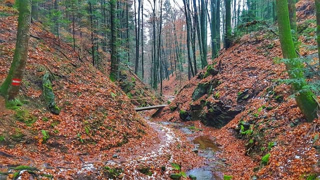 Bärengraben - Image 1