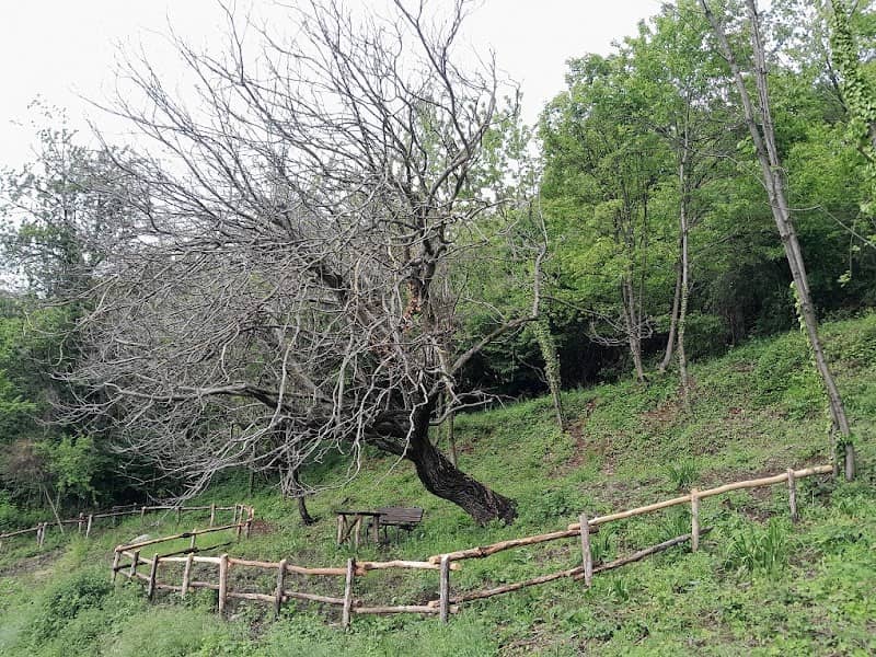 IL NOCE DI SAN GIOVANNI - Image 1