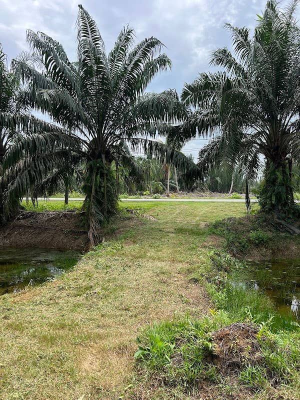 Putralan River View Farm 2 Sabak Bernam - Image 1