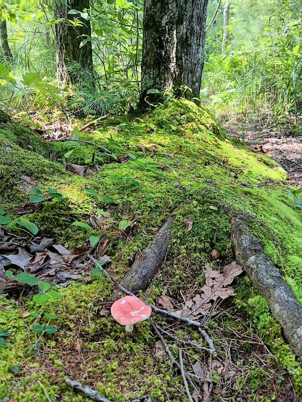 Hall's Lake Natural Area - Image 1