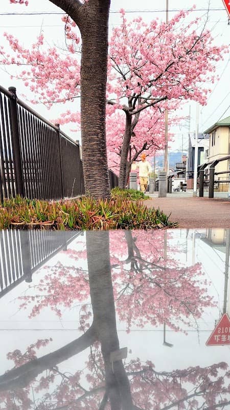 西小瀬川の河津桜(石のベンチ) - Image 1