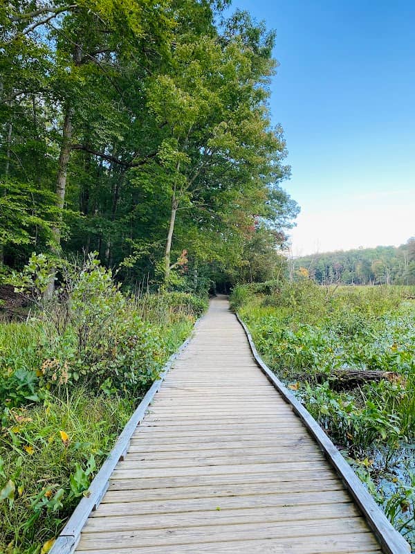 Calvert Cliffs State Park - Image 2