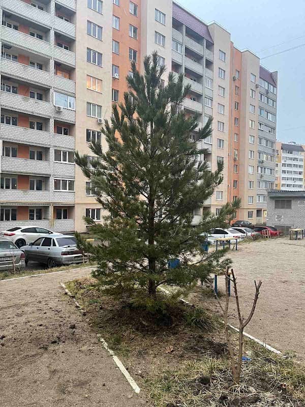 Velesova Sosna - Image 1