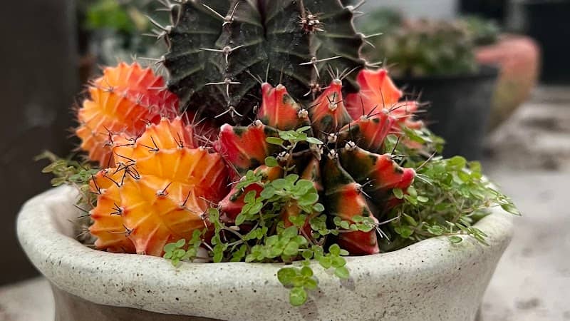 Art of Plants by Ratwarin at Singburi, Thailand - Image 1