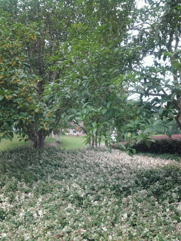Nanjiang Park - Image 1