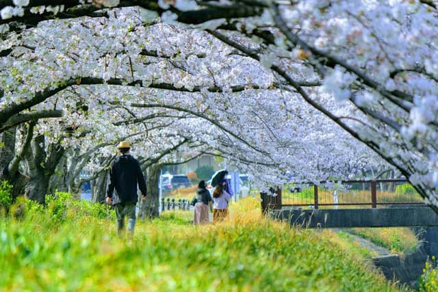 Ishikawa Cherry Blossom and Lycoris Radiata - Image 1