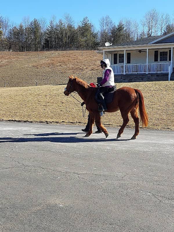 Aering Green Equestrian Center - Image 1
