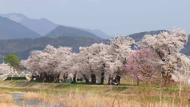 白水川堤防桜並木 - Image 1