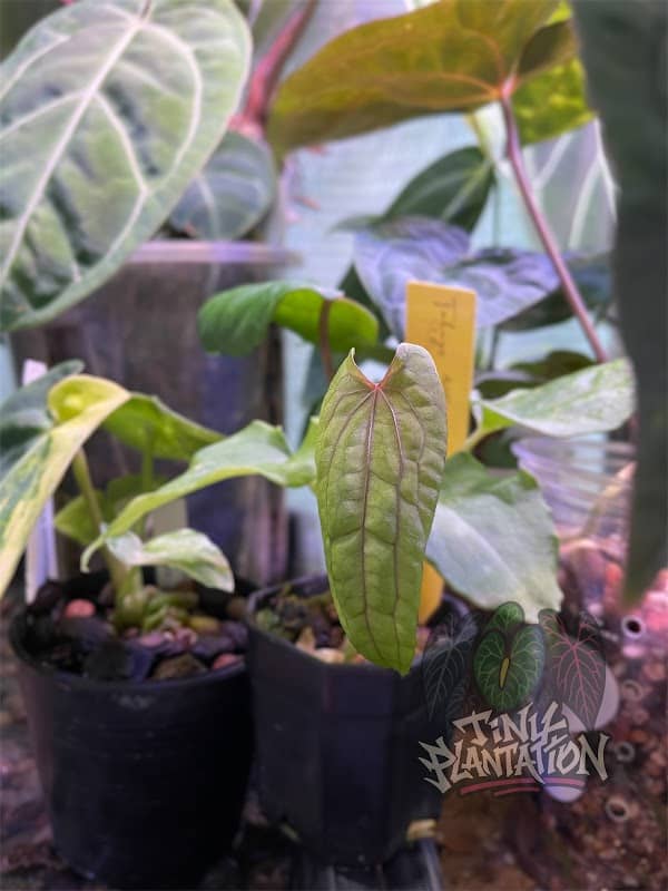TINY PLANTATION - Image 1