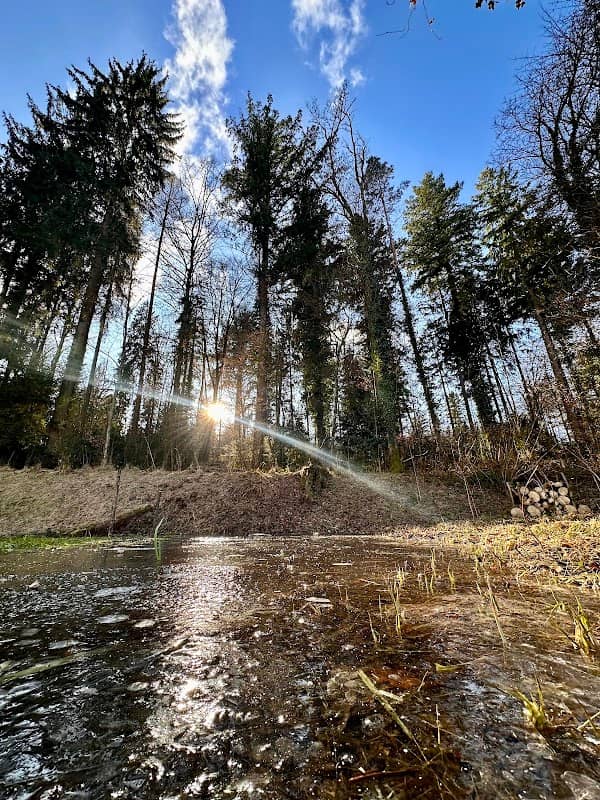 Waldweiher Oberholz Aarau - Image 2