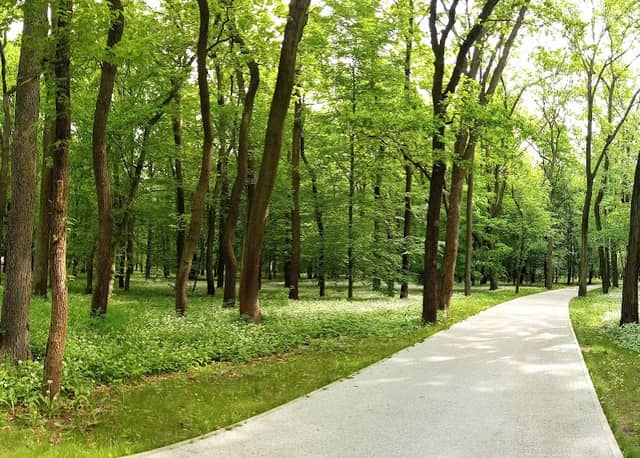 Park Zielona - Image 2