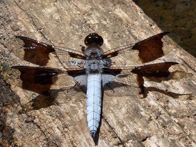 Dragonfly Lake - Image 1
