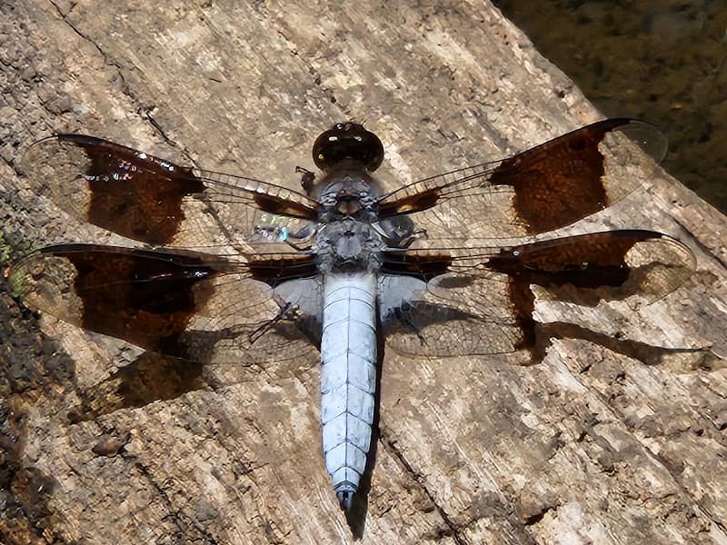 Dragonfly Lake - Image 1