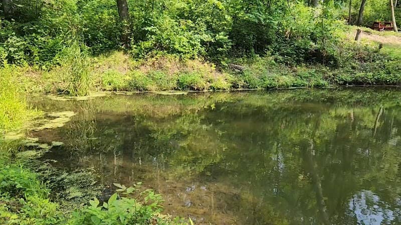 Dragonfly Lake - Image 2