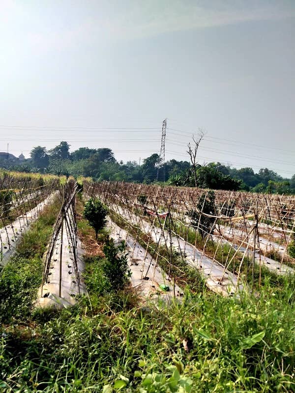 JATI MEKAR Bercocok Tanam - Image 2