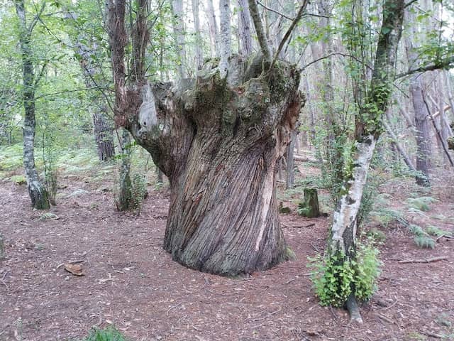 Souto de Valguaire - Image 1