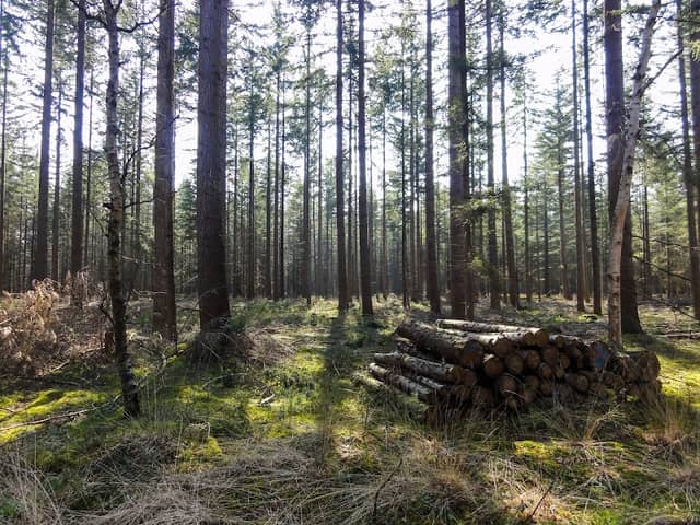 Staatsbosbeheer - Image 1