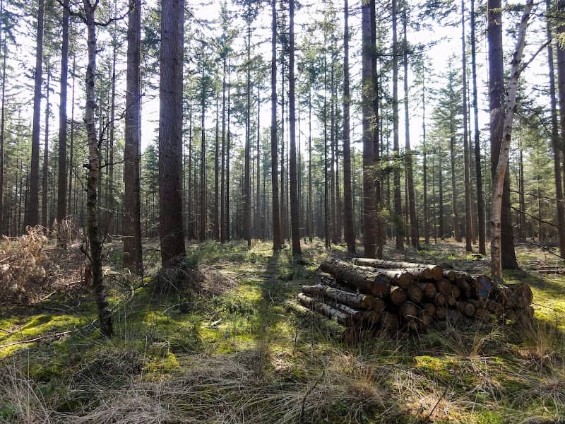 Staatsbosbeheer - Image 1