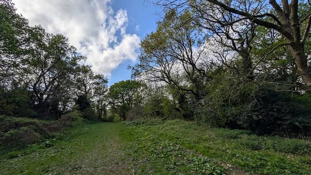 Knowle Hill Nature Reserve - Image 2
