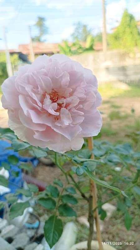 บ้านสวนบำรุงศรี - Image 1