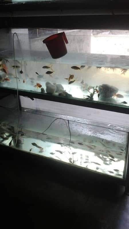Shyama Shree Aquarium - Image 1