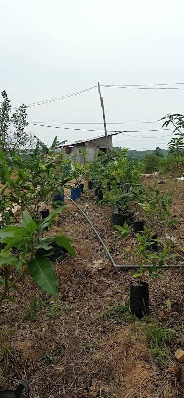 Lugaz farm - Image 1