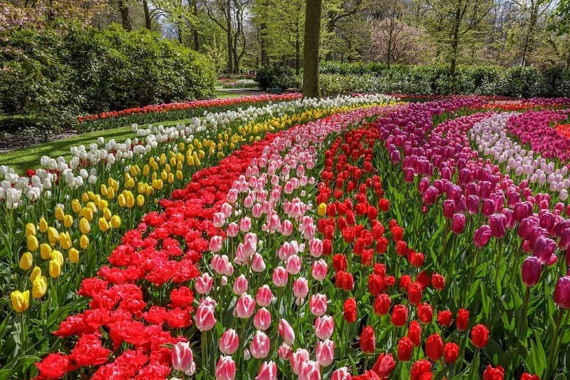 Beatrix Pavilion - Orchids & Anthurium Show - Image 1