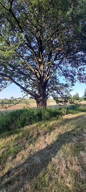 Karla Kolumna Baum - Image 1