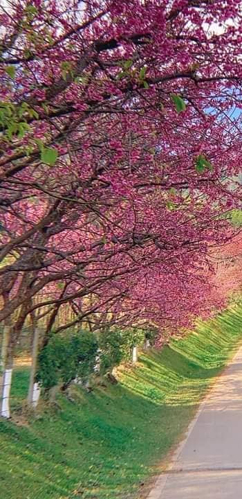 สวนสาธารณะ หมู่บ้าน บัวทองธานี พาร์ควิลล์ 1 - Image 1