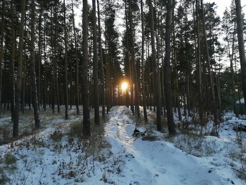 Malyshevsky Pine Forest - Image 1