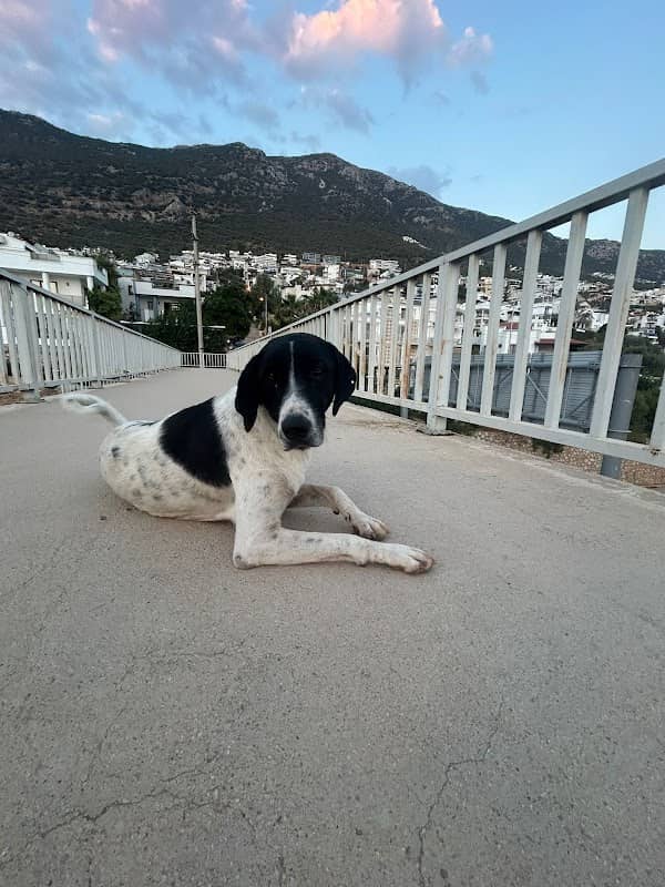 Dog Bridge Kalkan - Image 1