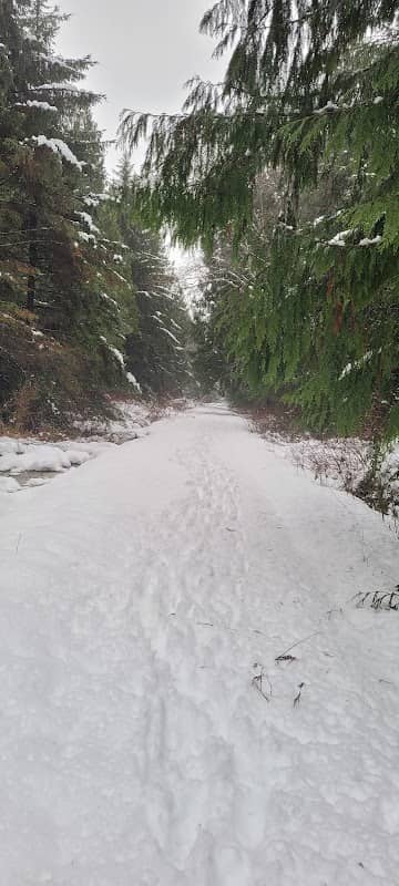 Northeast Woods - Image 2
