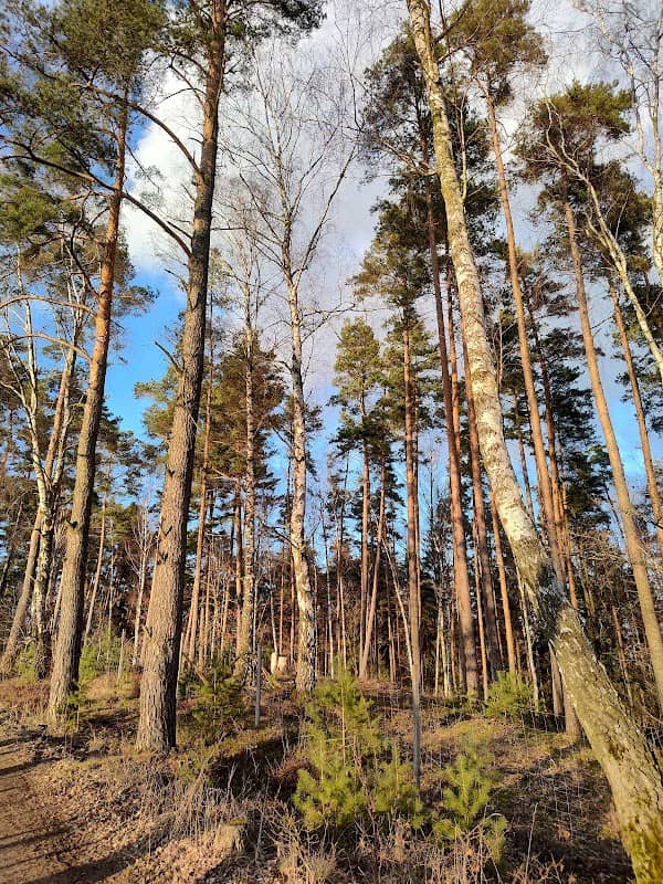Klimawald Bayreuth 2.0 - Image 1