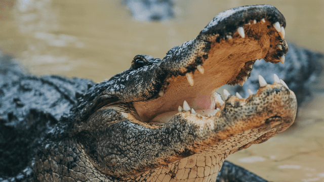 Wild Florida Adventure Park - Image 1