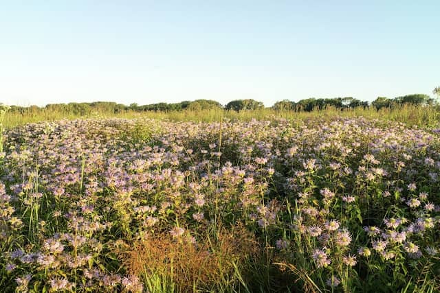 Indian Boundary Prairies - Sundrop Prairie - Image 2